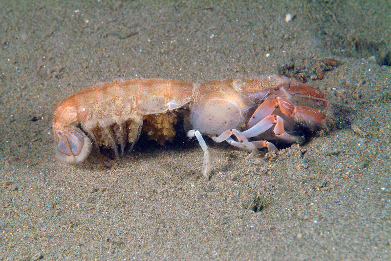 Upogebia tipica